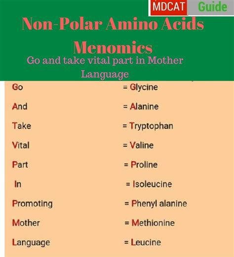 What Happens To Unused Amino Acids