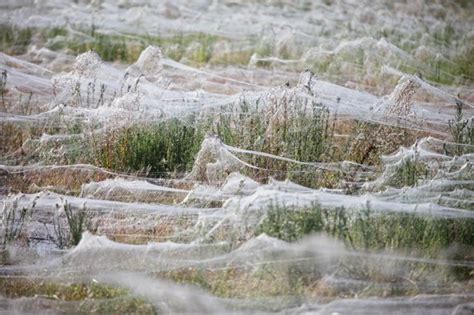 Gallery: Spider webs flood New South Wales - Australian Geographic