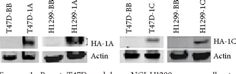 Figure 1 From The Rassf1 Gene And The Opposing Effects Of The Rassf1a