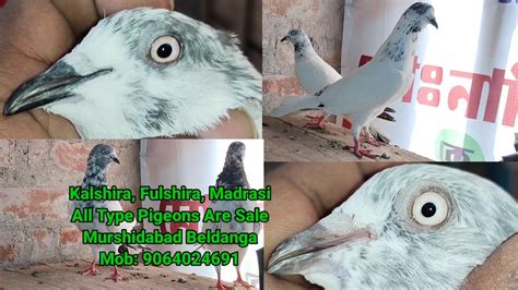 High Flying Kalshira Fulshira Madrasi All Type Pigeons Ar Sale In