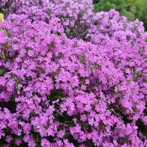 Luminary™ Backlight Phlox | PlantAddicts.com