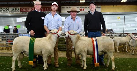 Aussie White Judging Results At Nsw Sheep Show In Dubbo The Land Nsw