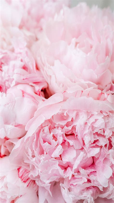 Download Instagram Story Pink Aesthetic Peonies Flowers Wallpaper ...