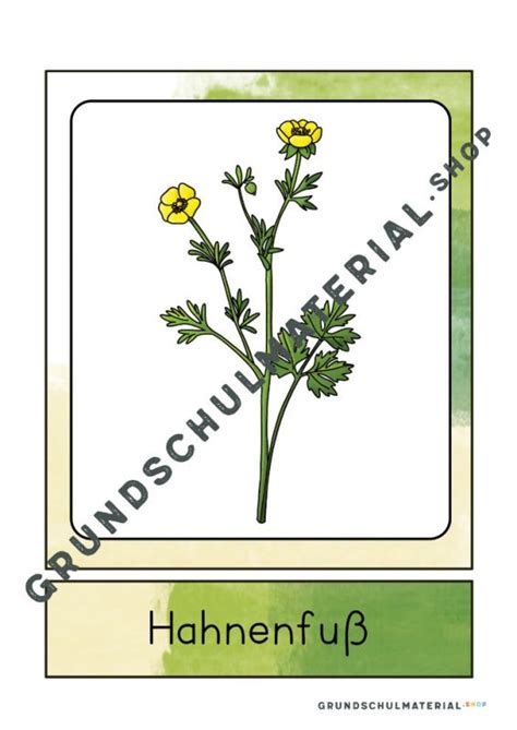 Wiesenblumen Grundschule Unterrichtsmaterial Grundschulmaterial