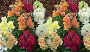 Львиный зев (Антирринум) махровый (Antirrhinum majus) "Twinny F1 ...