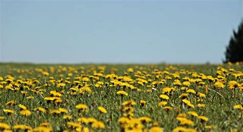 Herbicides Used to Control Woody Stem Plants