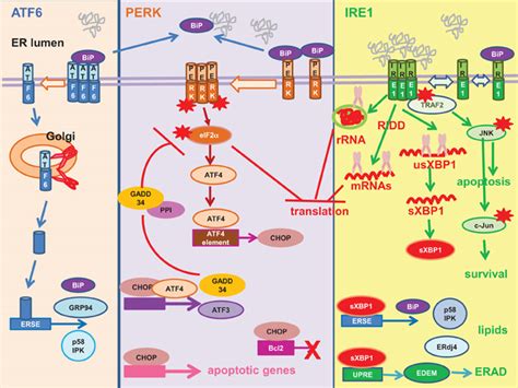 Unfolded Protein Response Mammalian Unfolded Protein Response Upr Is