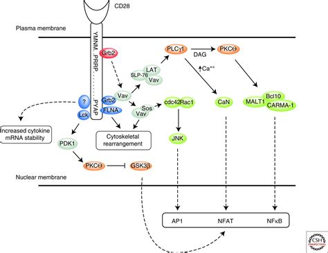 An Enigmatic Tail Of Cd28 Signaling