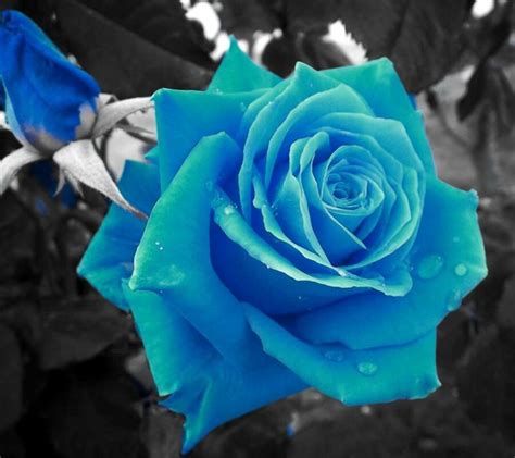 Пазл «Роза чайно-гибридная Голубая » из 168 элементов | Собрать онлайн ...