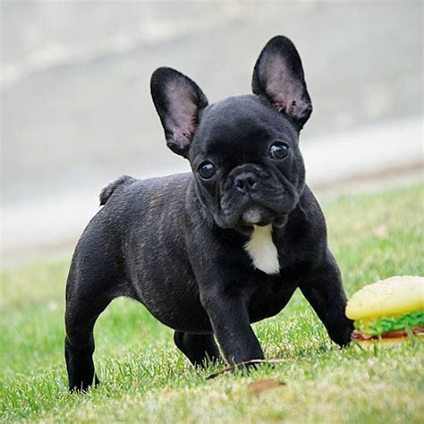 Baby French Bulldog Puppies Black - Pets Lovers