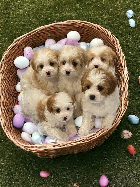 Scarlet Teacup Cavapoo Girl 7 15 Lb Cavapoo Puppies For Sale