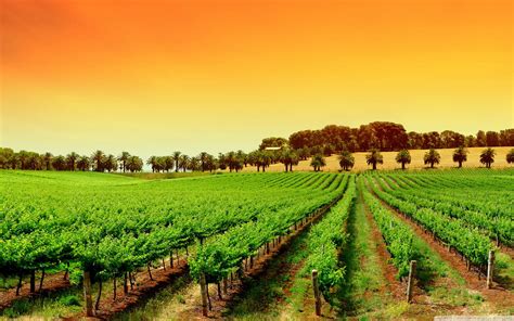 Vines Desktop Wallpapers Top Free Vines Desktop Backgrounds