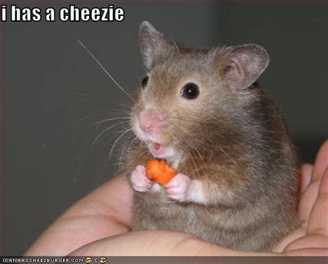 Funny Animals Funny Mice Picturesimages Funny Mouse