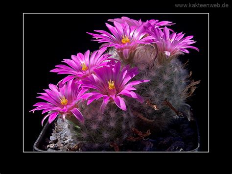 Mammillaria – Kakteenweb.de