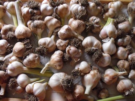 Planting and Harvesting Garlic