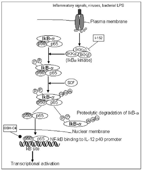 The canonical NF-kB signalling pathway. The binding of ligand to a ...