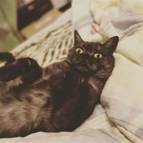 Котодень! | Пикабу