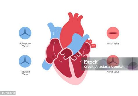 Tableau Infographique Danatomie Du Cœur Illustration À Plat Couleur