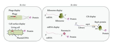 Genotype Genetic Information Phenotype Protein Synthesized From The