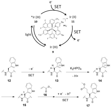 Molecules Free Full Text Protein Chemical Labeling Using Biomimetic Radical Chemistry