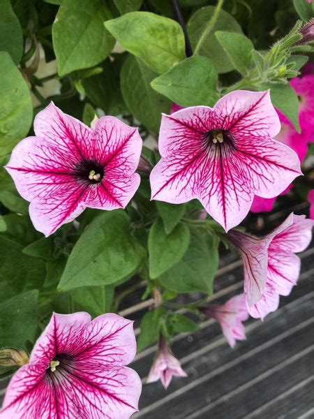 Petunias Opera Supreme Raspberry Ice – The Greenery Garden Centre
