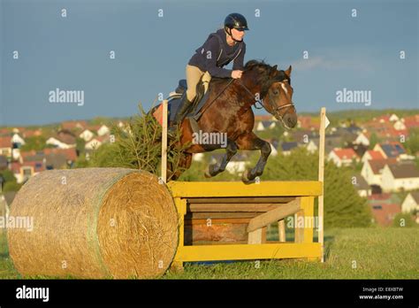 Connemara Pony Jumping Hi Res Stock Photography And Images Alamy