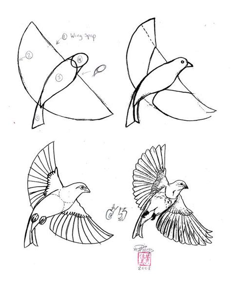 How To Draw A Realistic Bird Step By Step