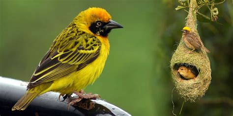 Baya Weaver Chukki Mane
