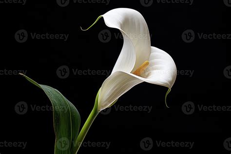 Ai Generated White Calla Lily On Dark Background Condolence Card For