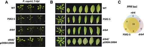 A Phytophthora Effector Suppresses Trans Kingdom Rnai To Promote Disease Susceptibility Cell