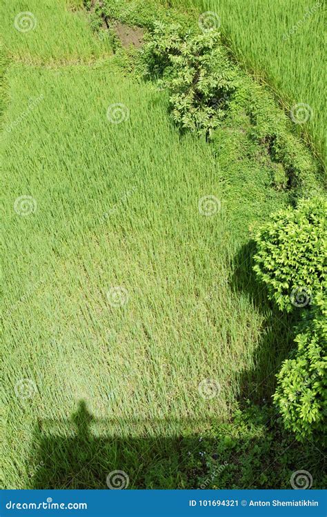 Bright Green Wavy Grass Stock Image Image Of Shadow 101694321