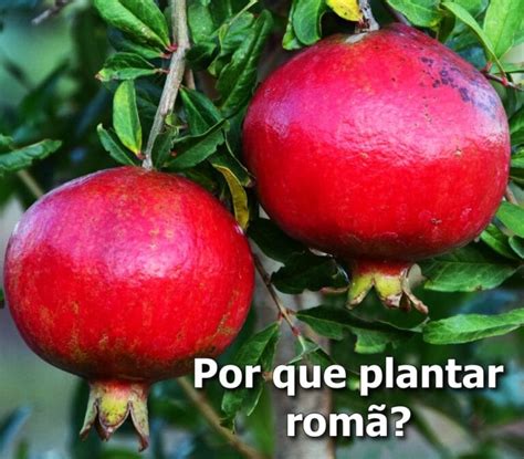 Como Plantar Roma Em Vaso