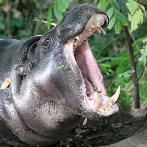 Pygmy Hippopotamus Zoo Berlin
