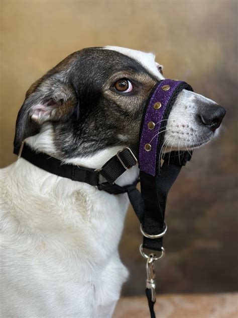 Недоуздок для собаки | YkkaCollar | Дзен