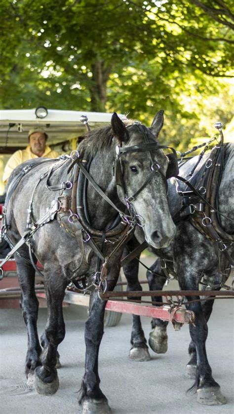 Things to Do on Mackinac Island MI - Do - Mackinac Island Tourism