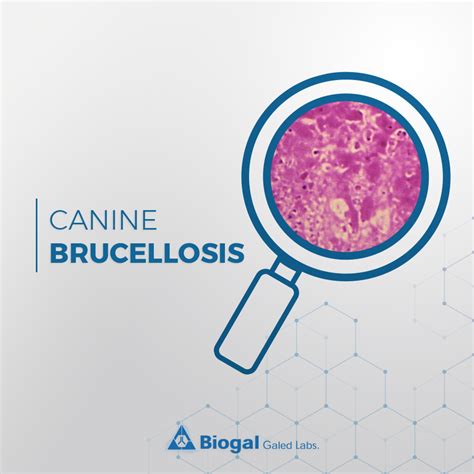 How Do They Test For Brucellosis In Dogs