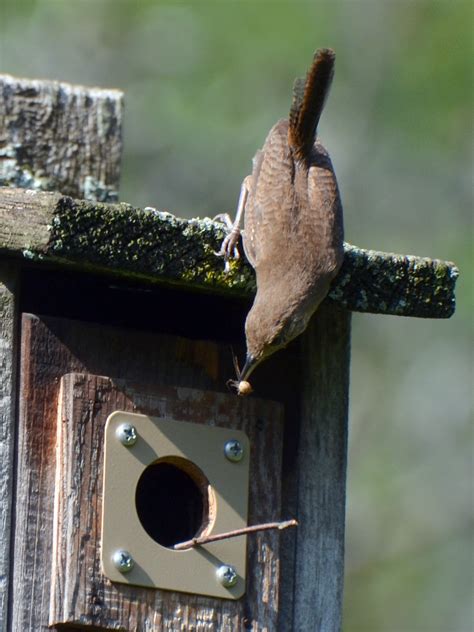 Wrens feeding babies – Our Habitat Garden