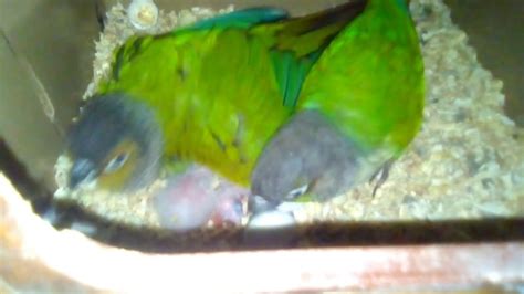 Green Cheek Conure Breeding Green Cheek Conure Breed Karta Hai Youtube