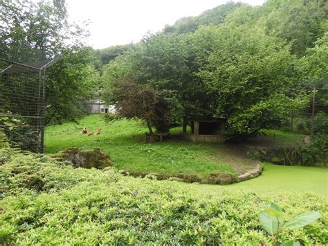 2018 Lion Enclosure Zoochat