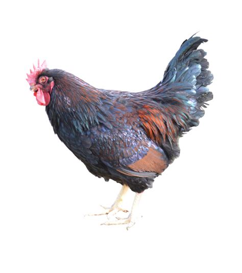 Barnevelder Pullet Wilco Farm Stores