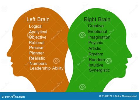 Left Brain And Right Brain Stock Illustration Illustration Of Rational