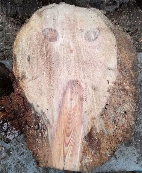 Pria Ini Terkejut Temukan Penampakan Menakutkan Di Potongan Batang Kayu