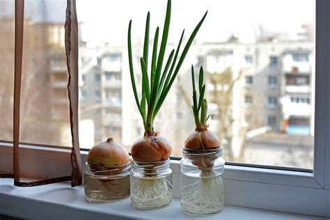 Как выращивать зеленый лук на подоконнике: советы и инструкция
