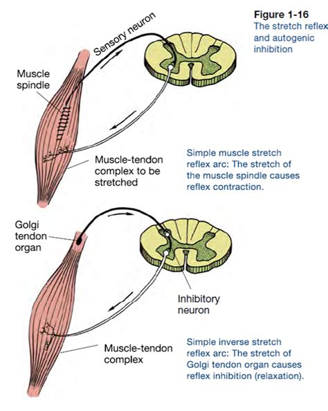 Golgi Tendon Organs And Muscle Spindles Explained Ace
