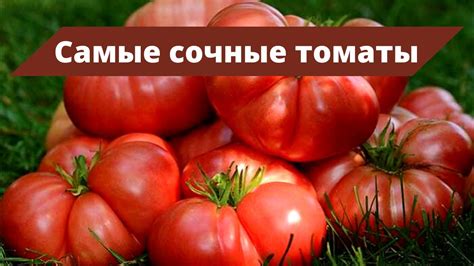НАСТОЯЩЕЕ ТОМАТНОЕ МЯСО | Обзор и дегустация урожайных томатов - YouTube