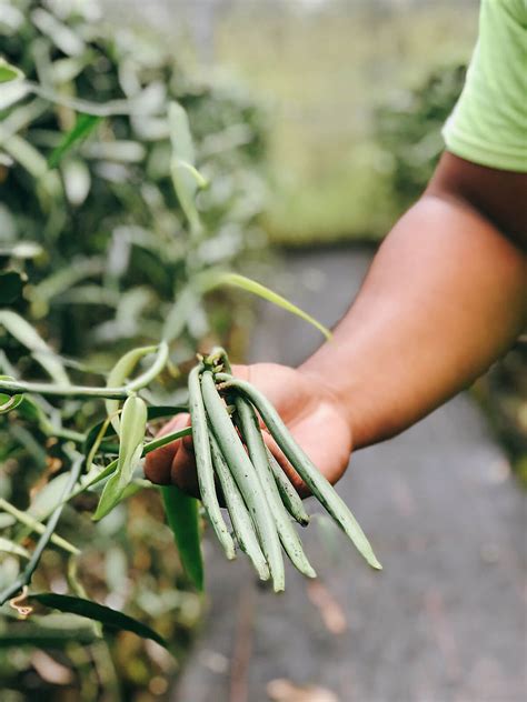 Visiting A Tahitian Vanilla Plantation On Tahaa Will Travel For Food