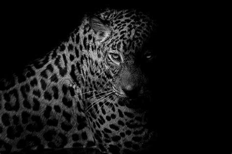 Black Leopard Wallpapers - Top Free Black Leopard Backgrounds ...