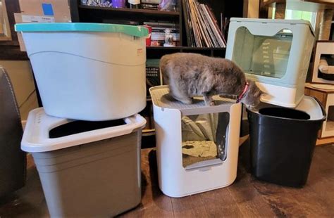 The 5 Best Top Entry Litter Boxes All About Cats