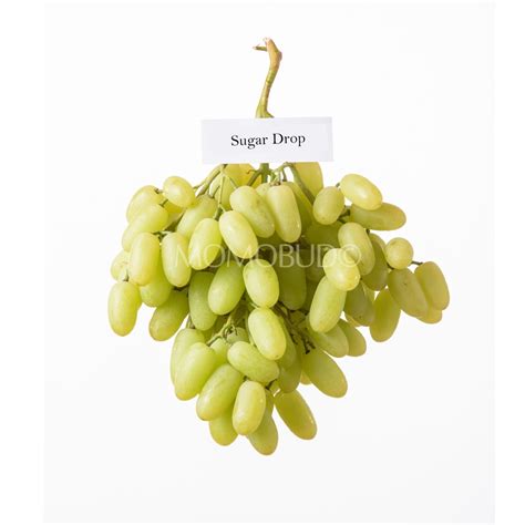 Виноград Рататуй Описание Сорта Фото Отзывы – Telegraph