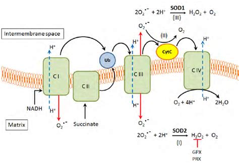 Mitochondrial Production And Clearance Of Superoxide Upon Respiration